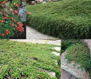 Kokulu yerörtücü kraliçe halısı cotoneaster dammeri queen of carpet yayılıcı dağ muşmulası 7 yada 9 cm saksıda