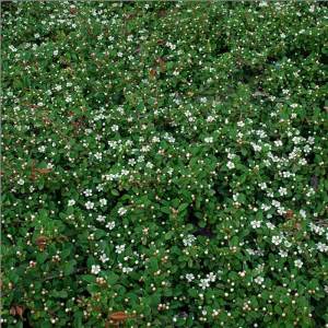 Kokulu yerörtücü kraliçe halısı cotoneaster dammeri queen of carpet yayılıcı dağ muşmulası 7 yada 9 cm saksıda