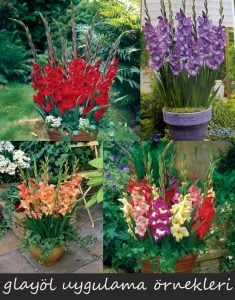 Vasto saksı tip glayöl çiçek soğanı ithal gladiolus