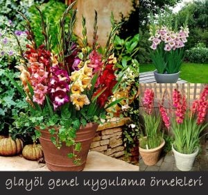 Vasto saksı tip glayöl çiçek soğanı ithal gladiolus