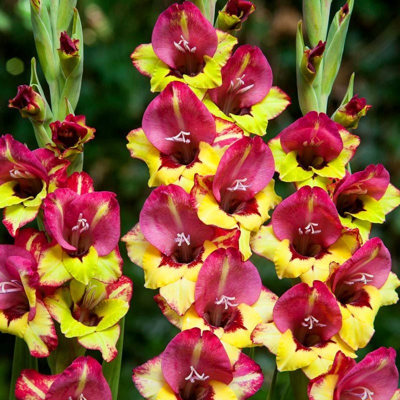 Vasto saksı tip glayöl çiçek soğanı ithal gladiolus