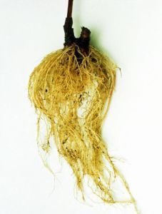 Rubinstein ekinezya pembe echinacea bare root 1 adet