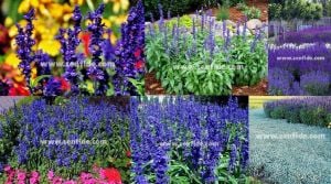 Mavi salvia victoria fidesi 3 fide
