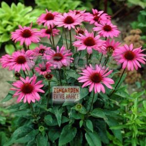 Rubinstein ekinezya pembe echinacea bare root 1 adet