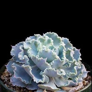 Echeveria shaviana sukulent bitki