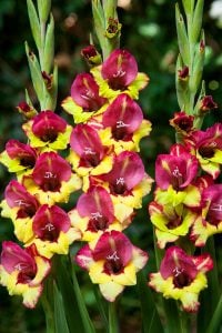 Vasto saksı tip glayöl çiçek soğanı ithal gladiolus