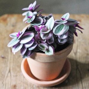 Nanouk telgraf çiçeği fidesi tradescantia pendula