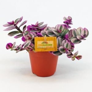 Nanouk telgraf çiçeği fidesi tradescantia pendula