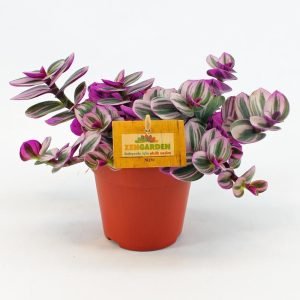 Nanouk telgraf çiçeği fidesi tradescantia pendula