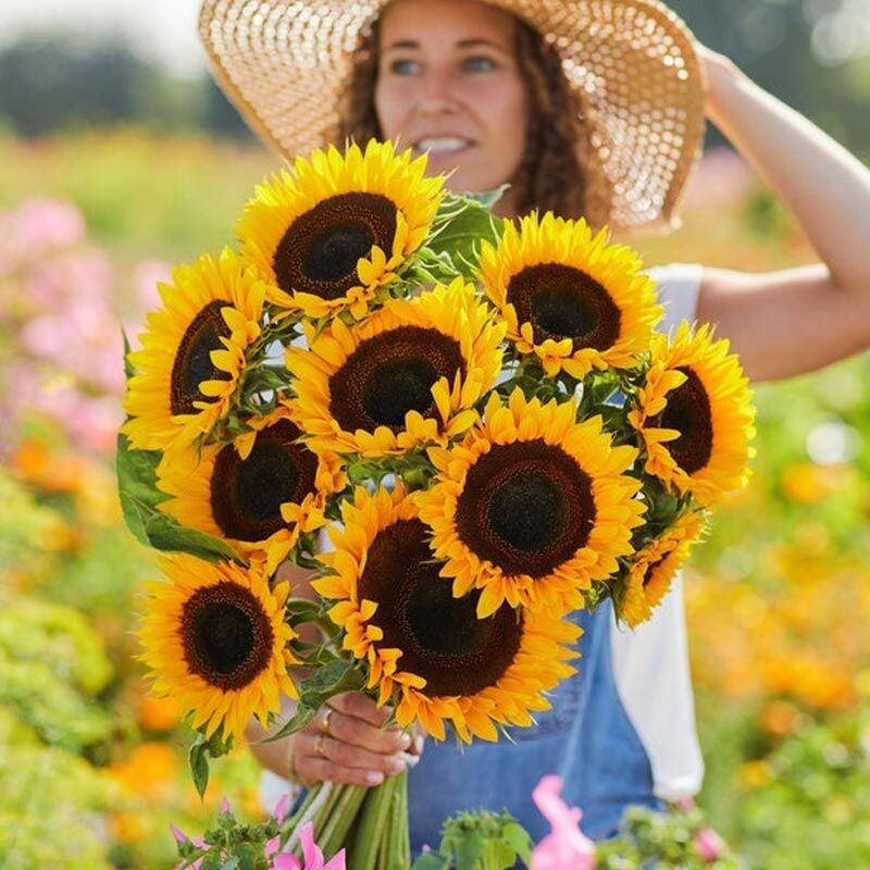 Taiyo Ayçiçeği tohumu - helianthus annuus taiyo