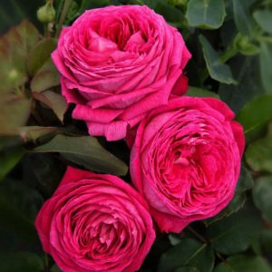 Freifrau Caroline parfüm serisi gül fidanı aşılı 3+ yaş