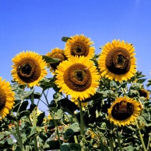 Taiyo Ayçiçeği tohumu - helianthus annuus taiyo