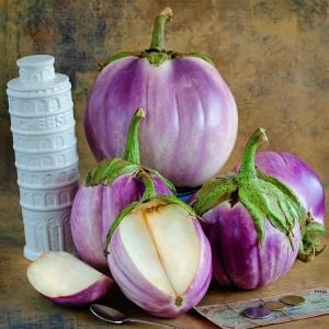 Rosa bianca alaca patlıcan tohumu atalık italyan