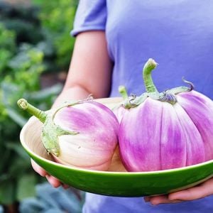 Rosa bianca alaca patlıcan tohumu atalık italyan
