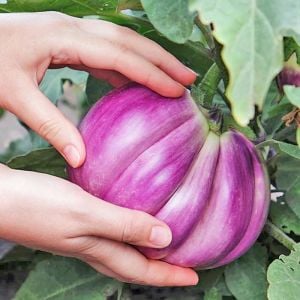 Rosa bianca alaca patlıcan tohumu atalık italyan