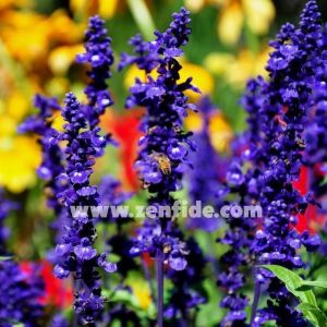 Mavi salvia victoria fidesi 7 yada 9 cm saksıda