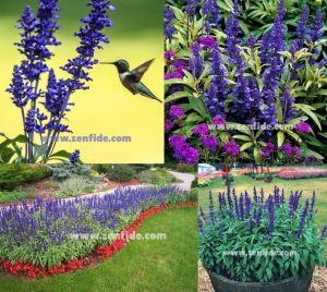 Mavi salvia victoria fidesi 7 yada 9 cm saksıda