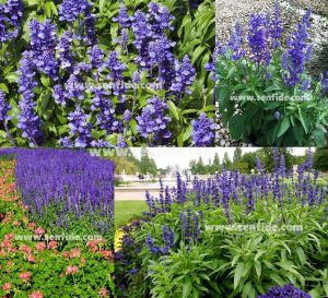 Mavi salvia victoria fidesi 7 yada 9 cm saksıda