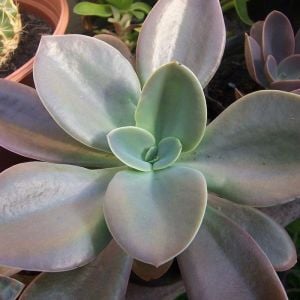 Echeveria gibbiflora metallica sukulent bitki
