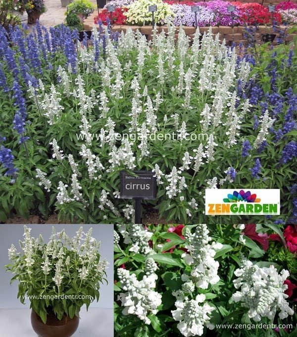Beyaz salvia victoria fidesi - yaz boyu çiçekli 1 fide