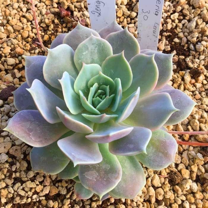 Echeveria laui sukulent bitki