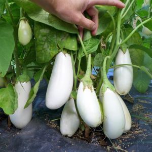 Casper beyaz patlıcan tohumu erkenci saksı tipi