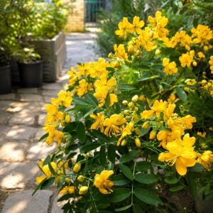 Cassia corymbosa tohumu - Senna corymbosa