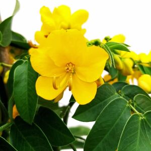 Cassia corymbosa tohumu - Senna corymbosa