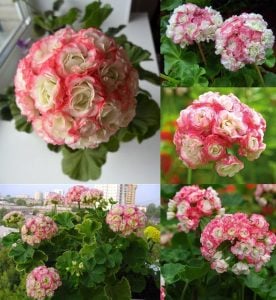 Appleblossom gül sardunya fidesi koleksiyon serisi