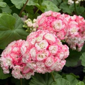 Appleblossom gül sardunya fidesi koleksiyon serisi