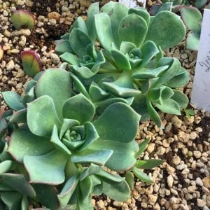 Aeonium gomerense sukulent bitki
