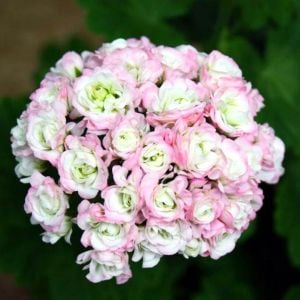 April Snow gül sardunya fidesi koleksiyon serisi