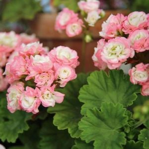 April Snow gül sardunya fidesi koleksiyon serisi