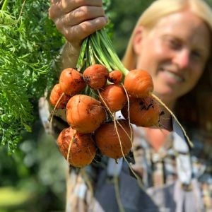 Top havuç tohumu atalık parisian carrot