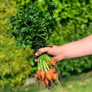 Top havuç tohumu atalık parisian carrot