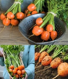 Top havuç tohumu atalık parisian carrot