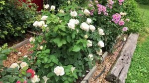 Beyaz Kokulu yerli gül fidanı aşılı 3+ yaş