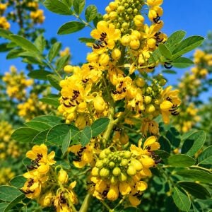 Maryland Senna tohumu - Senna marilandica