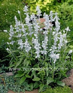 Beyaz salvia victoria fidesi - yaz boyu çiçekli 7 yada 9 cm saksıda