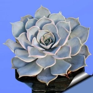Echeveria lilacina var. sukulent bitki