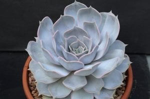 Echeveria lilacina var. sukulent bitki