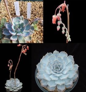 Echeveria lilacina var. sukulent bitki