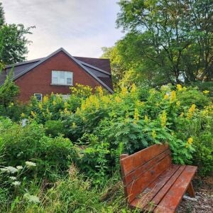 Wild Senna tohumu - Senna hebecarpa