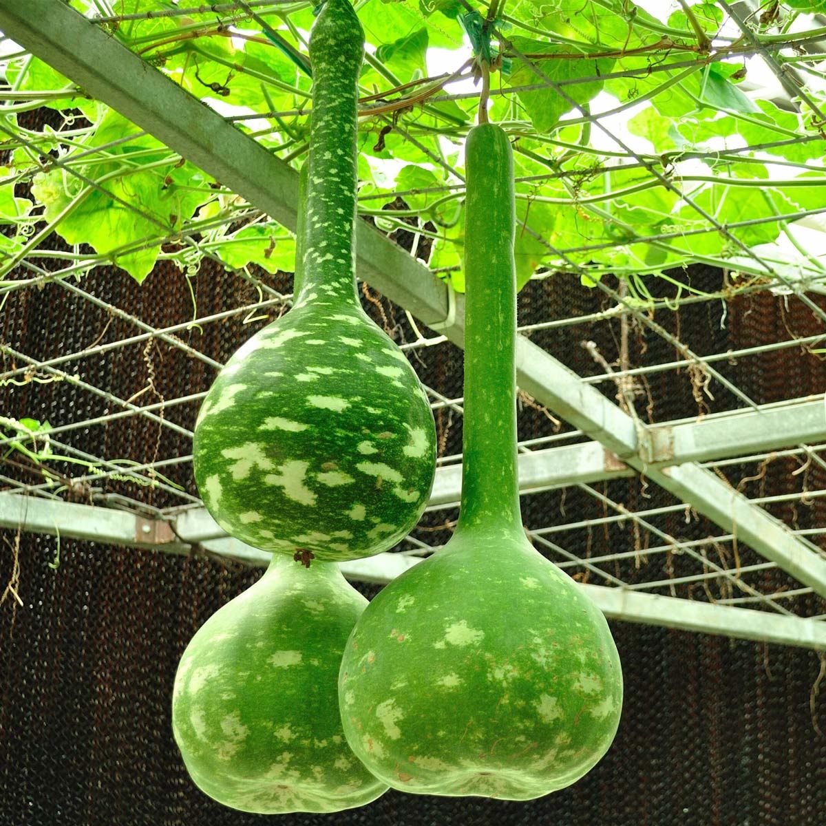 Uzun saplı sukabağı tohumu dipper gourd