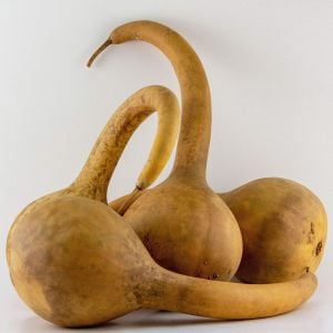Uzun saplı sukabağı tohumu dipper gourd