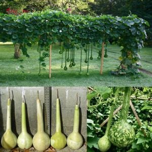 Uzun saplı sukabağı tohumu dipper gourd