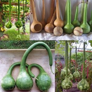 Uzun saplı sukabağı tohumu dipper gourd