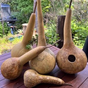 Uzun saplı sukabağı tohumu dipper gourd