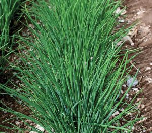 Staro frenk soğanı tohumu soğanotu chives