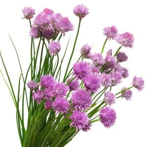 Staro frenk soğanı tohumu soğanotu chives